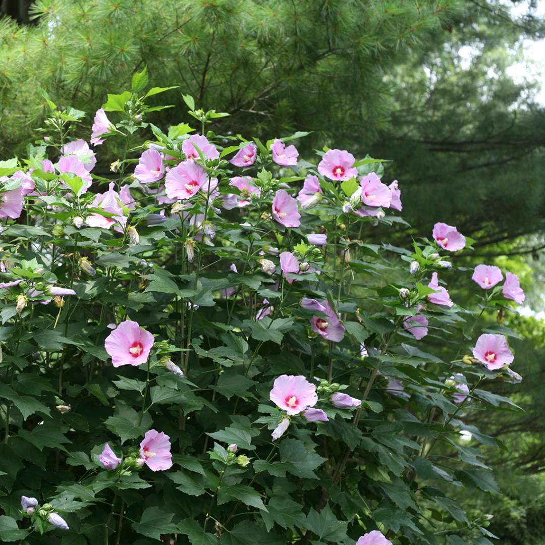 A specimen of Tosca hibiscus covered in pink flowers in front of a very large pine tree