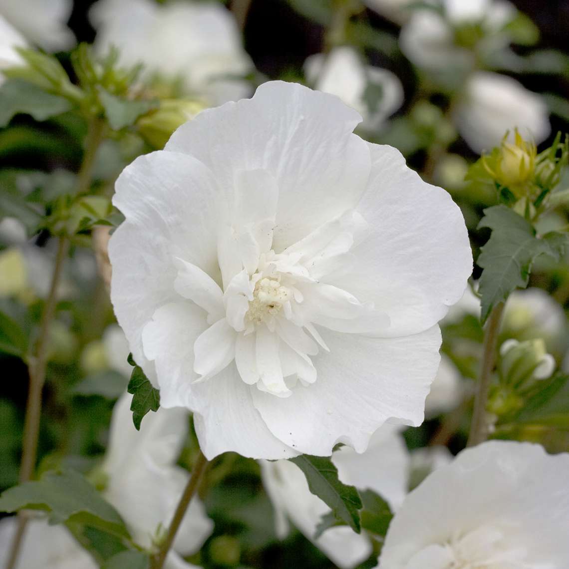 Close up of a White Chiffon Hibiscus bloom