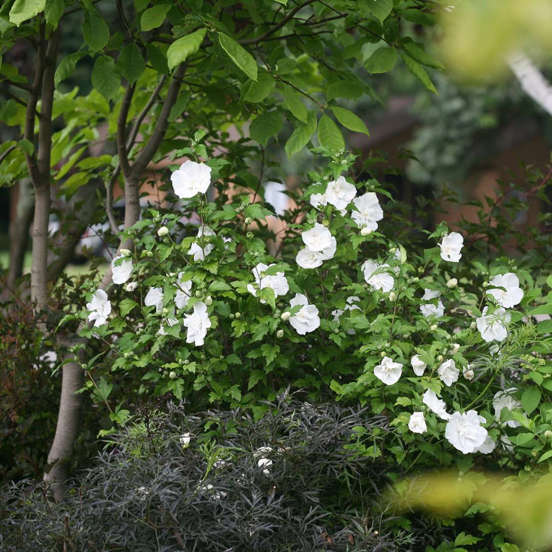 White Chiffon Hibiscus blooming next to Black Lace Elderberry