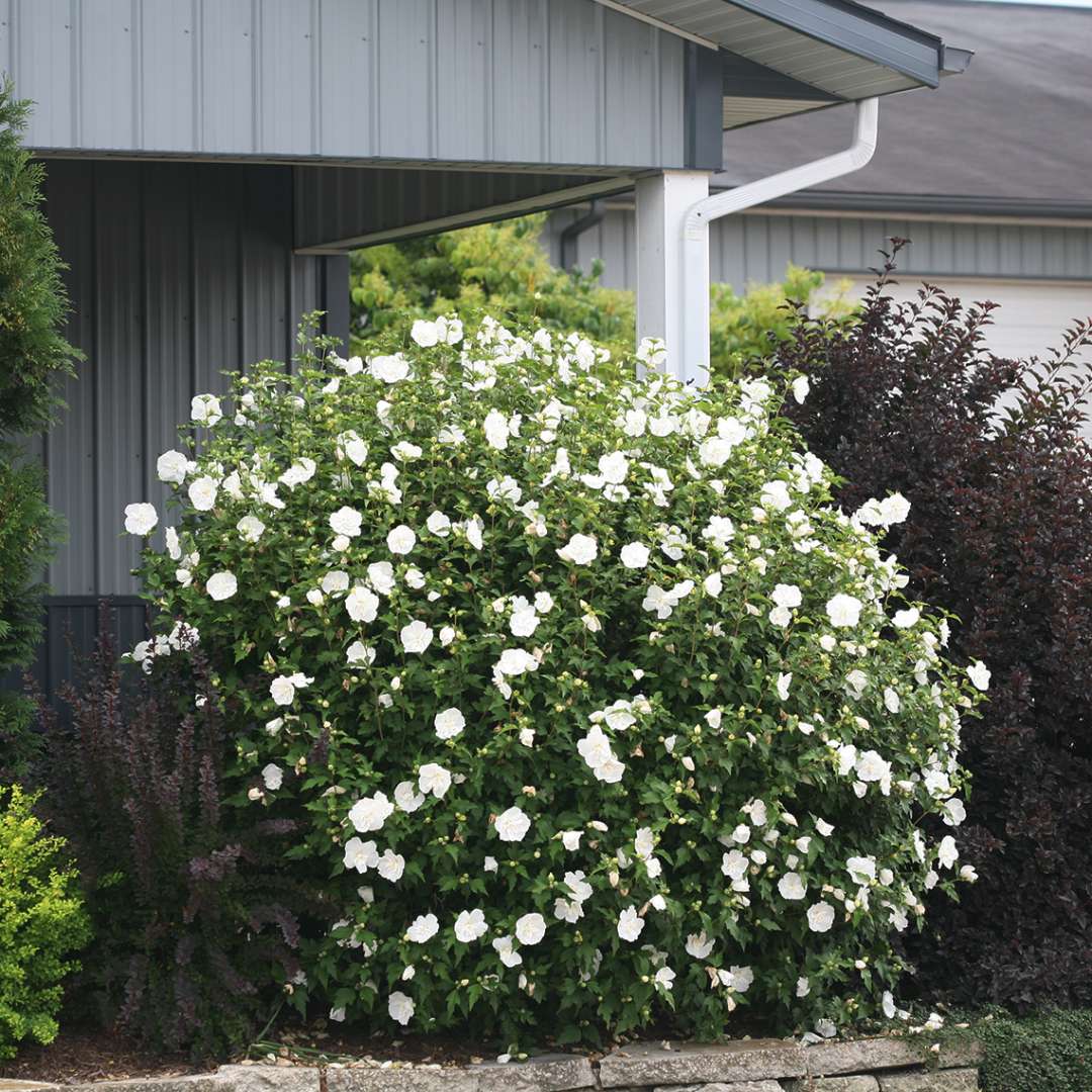 White Chiffon Hibiscus blooming next to building in landscape bed