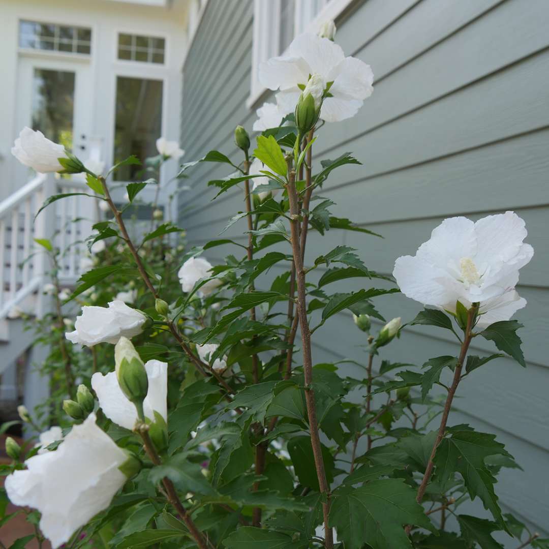 The topmost branches of a White Pillar rose of Sharon showing lots of white flowers and slender upright branches