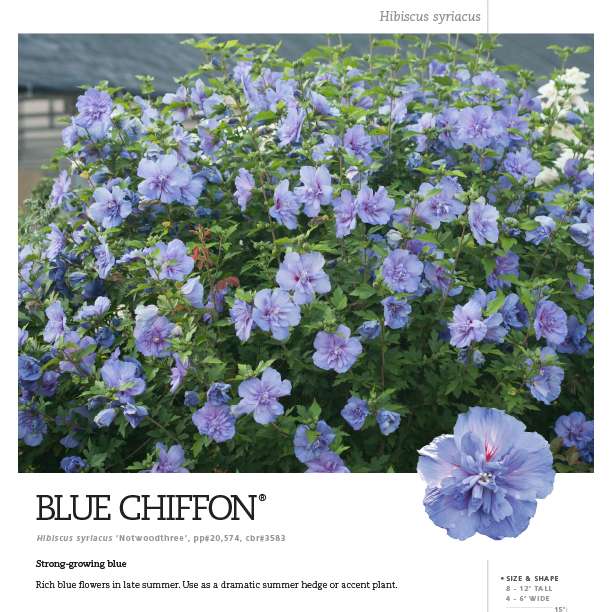 Preview of Blue Chiffon® Hibiscus PDF