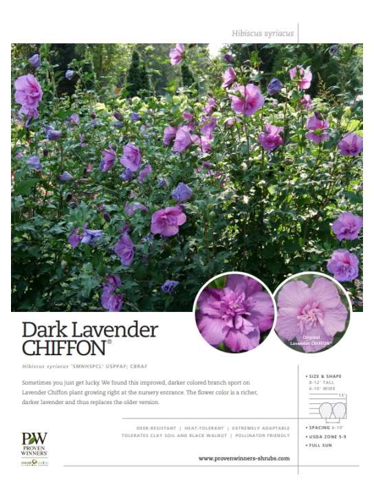 Preview of Dark Lavender Chiffon® spec sheet PDF