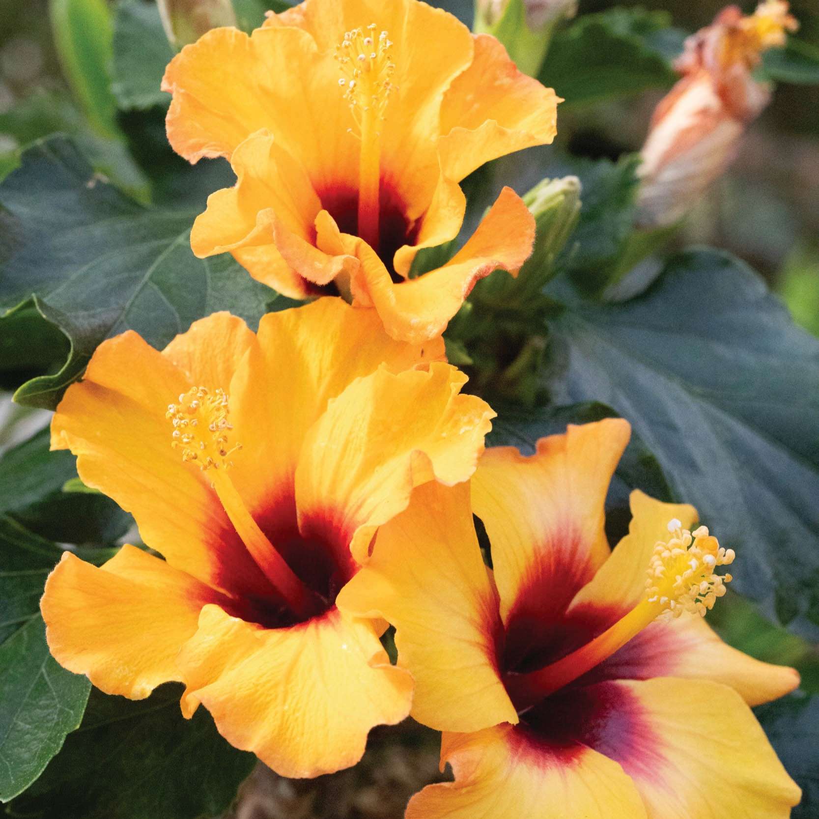 Yellow flowers with red centers complemented by glossy green foliage. 