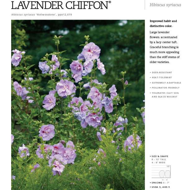 Preview of Lavender Chiffon® Hibiscus PDF