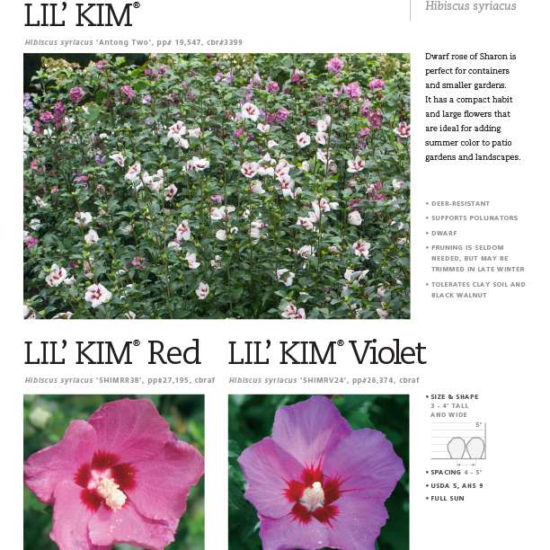 Preview of Lil’ Kim® Hibiscus series spec PDF