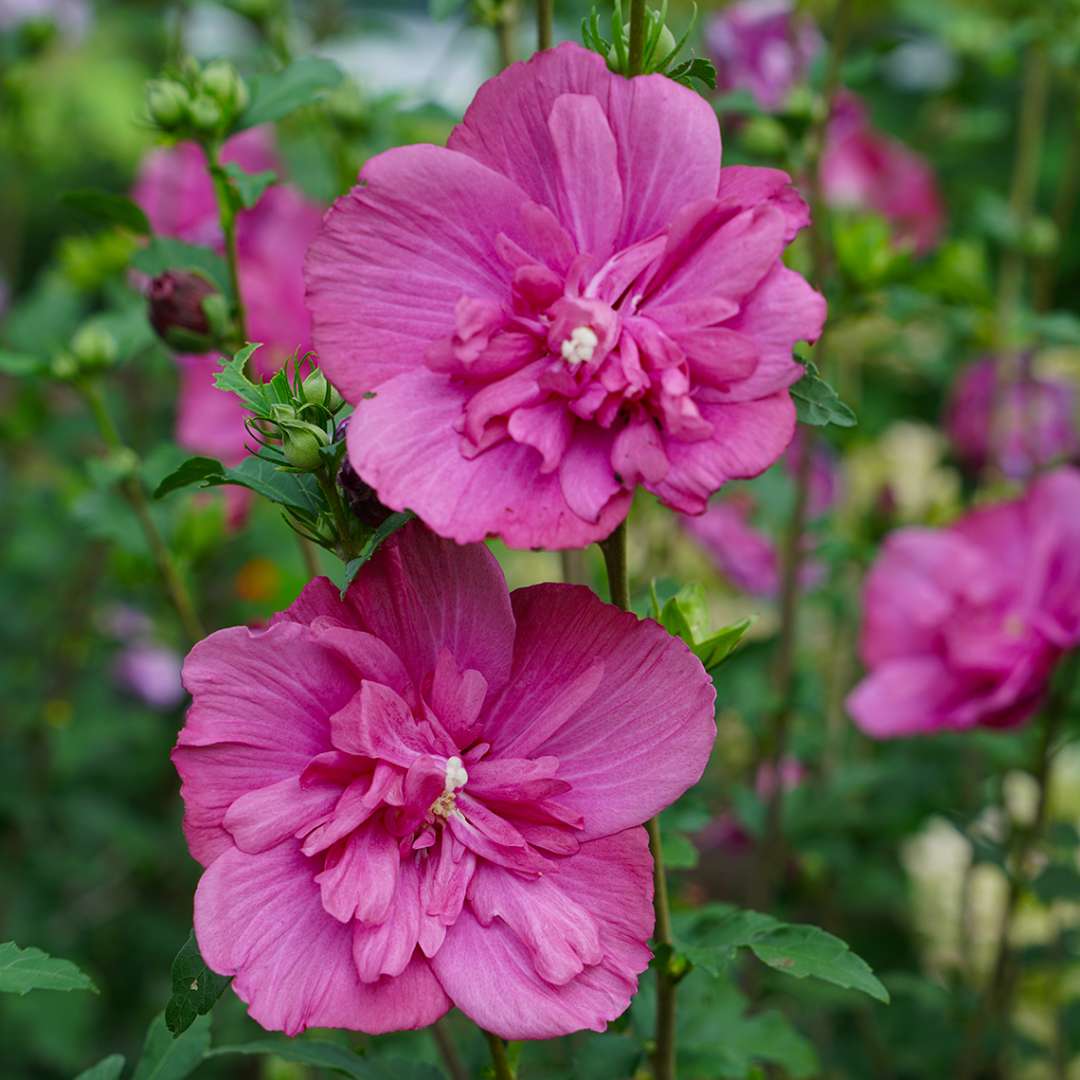 Close-up of two large Magenta rose of Sharon bloom.