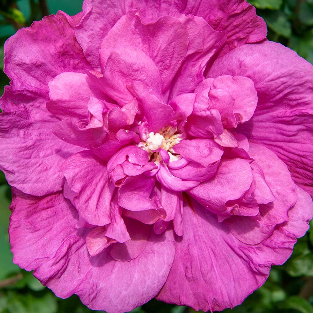 Close-up of a large Magenta rose of Sharon bloom.