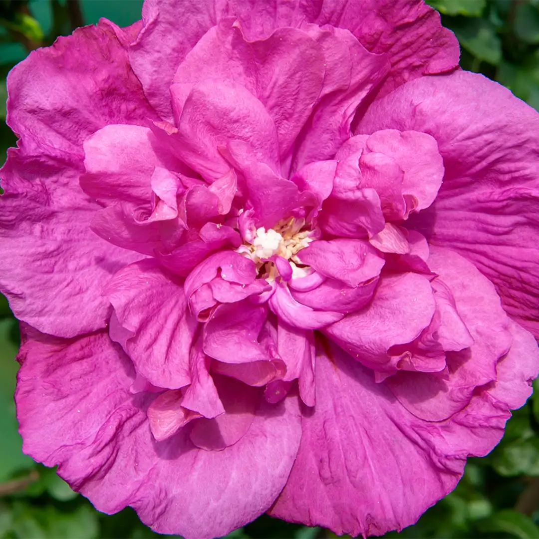 Hibiscus Syriacus 'Magenta Chiffon' Sur Tige - Plante De Terrasse 80-90cm, Fleurs Doubles Magenta, Peu D'entretien