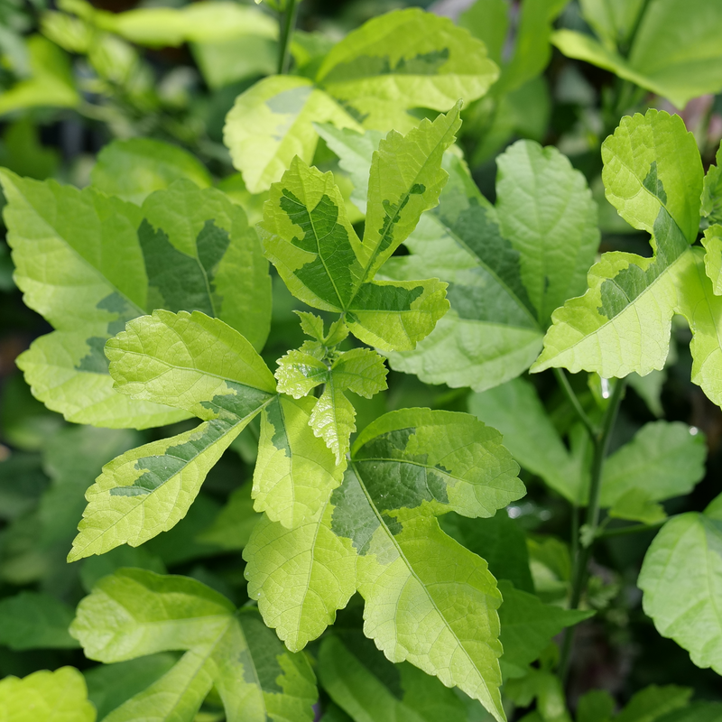 The two-toned dark green and lime foliage for Paraplu Adorned rose of sharon. 