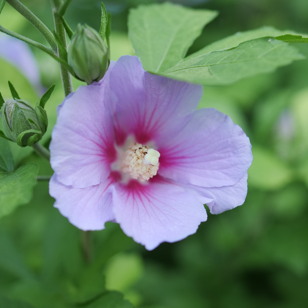 A close up of the flower of Paraplu Adorned hibiscus.