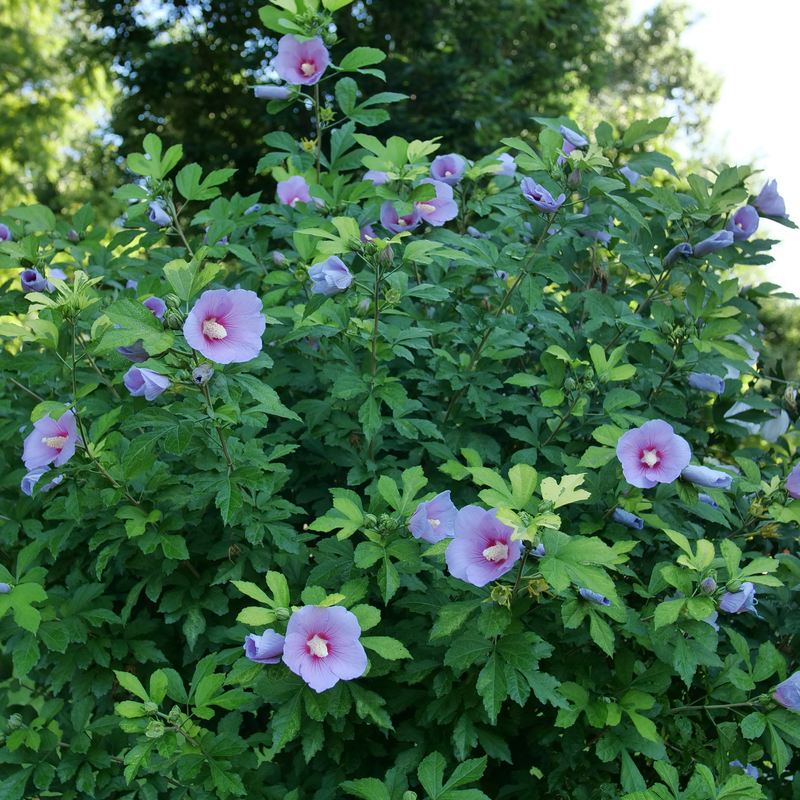 Paraplu Adorned hibiscus blooming in the landscape.