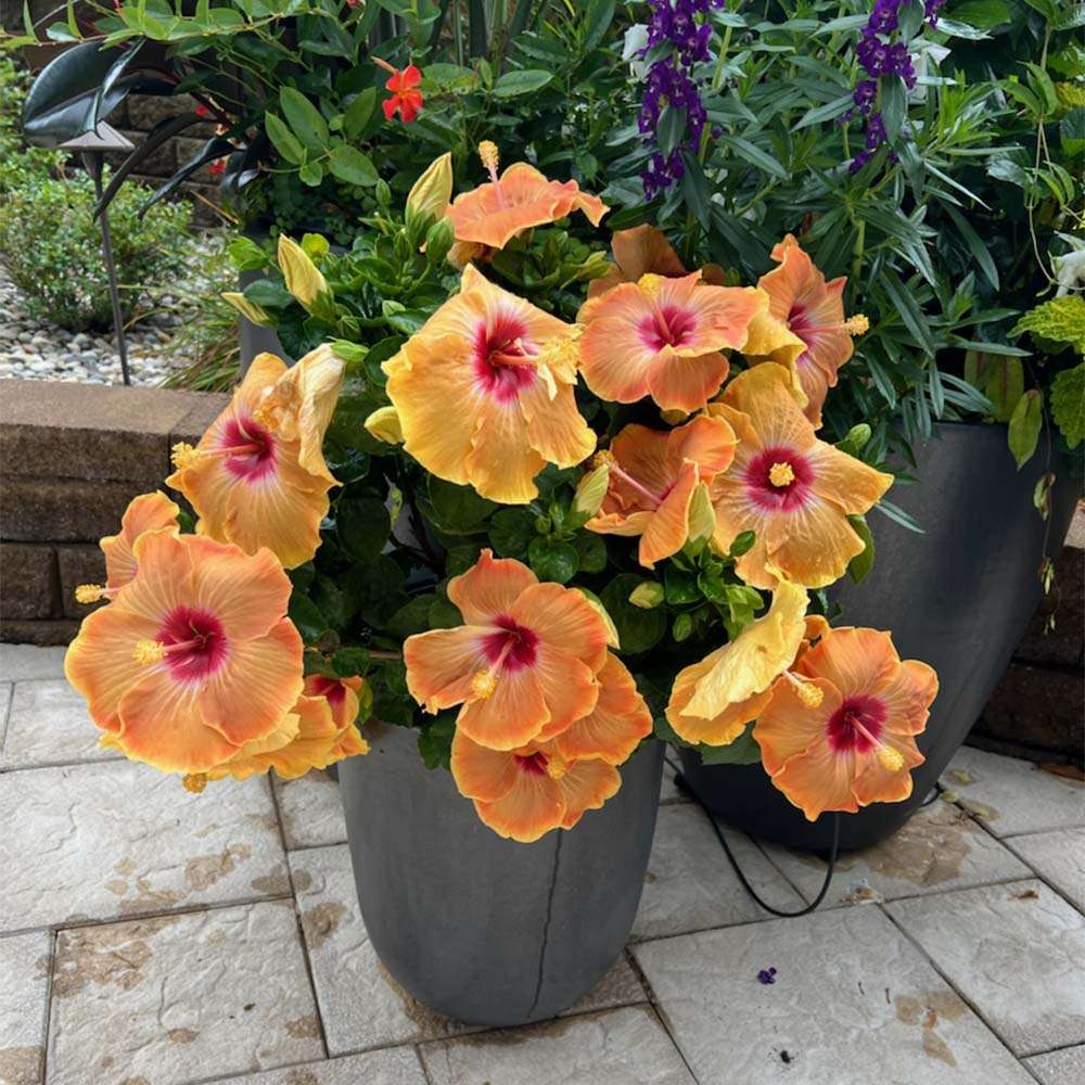 Hollywood Hibiscus VIP in a pot