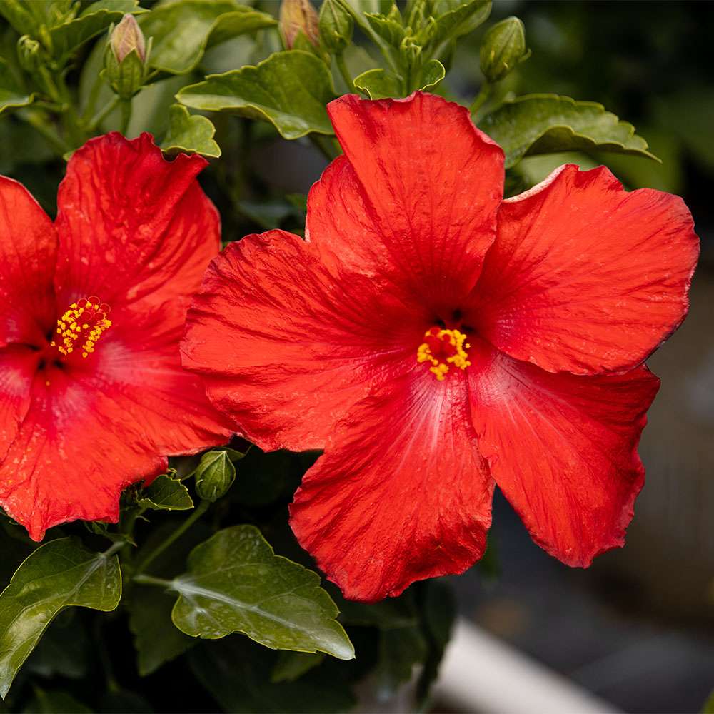 Close up of the red blossoms of First to Arrive hibiscus
