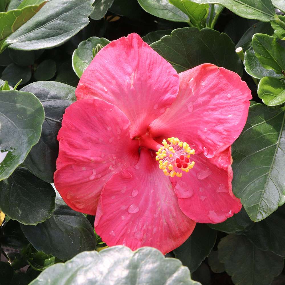 Close up of the pink blossom of First Lady hibiscus
