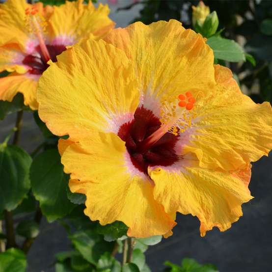 Hollywood Hibiscus Golden Globe blossom close up