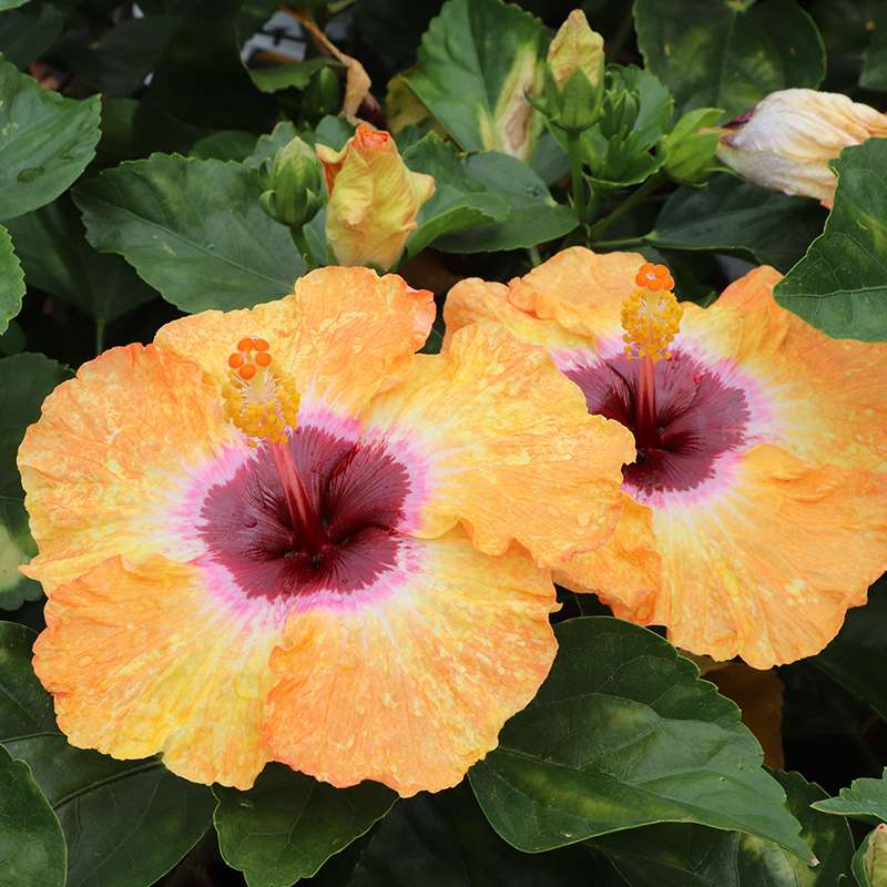 Hollywood Hibiscus Golden Globe blossom close up