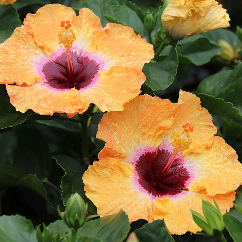 Hollywood Hibiscus Golden Globe blossom close up