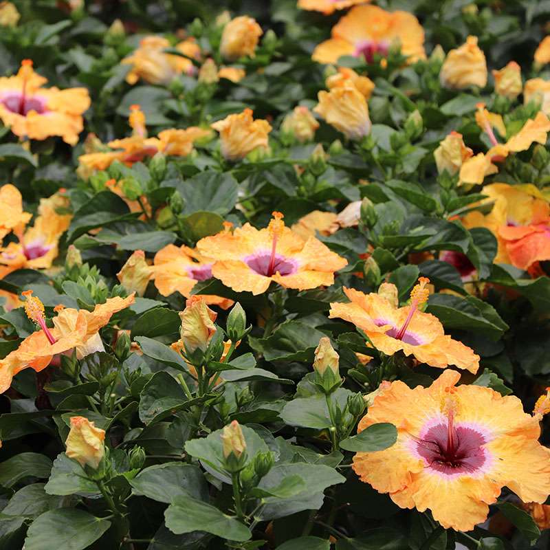 A group of Hollywood Hibiscus Golden Globe plants