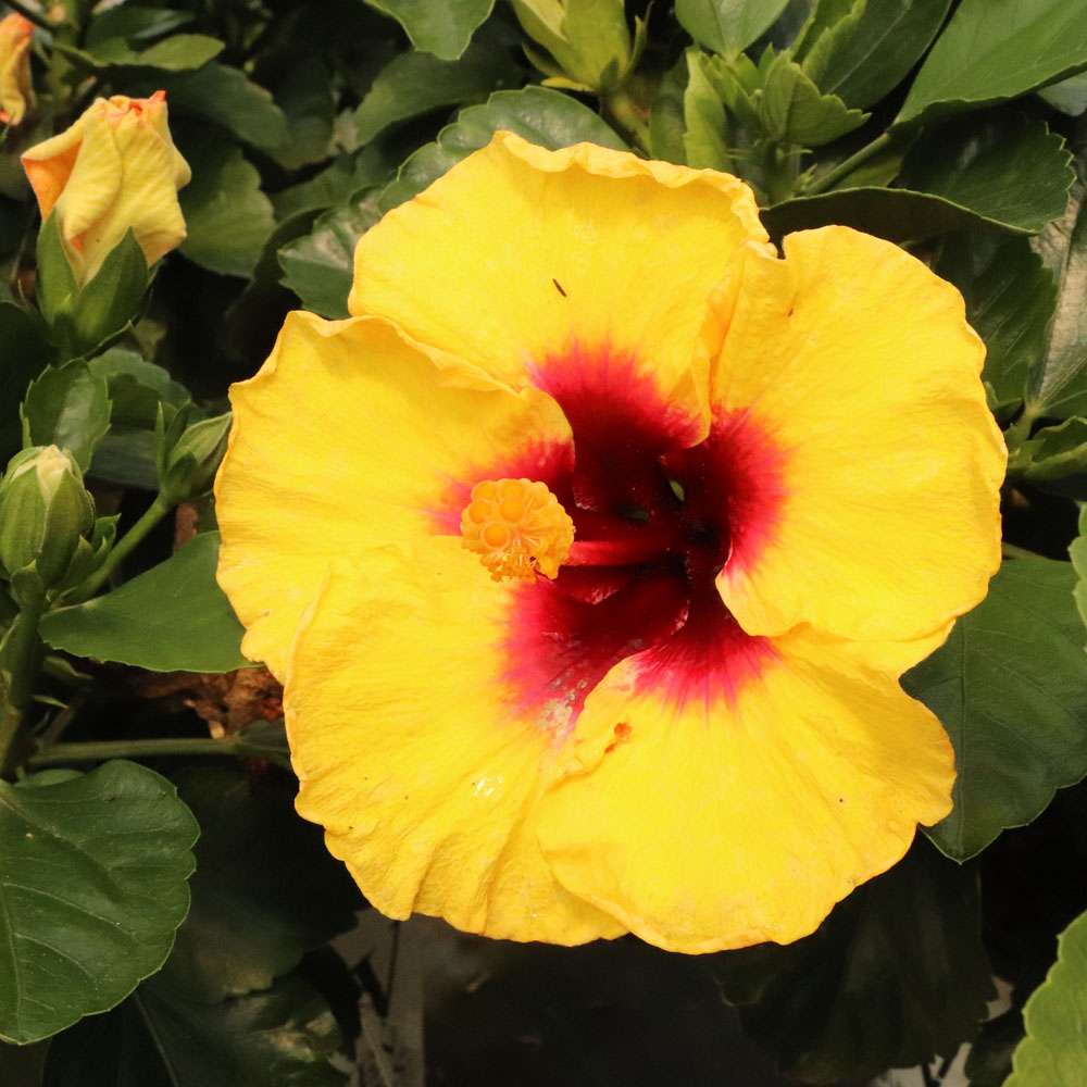 Close up of the yellow blossom with a deep red eye, Rico Suave hibiscus