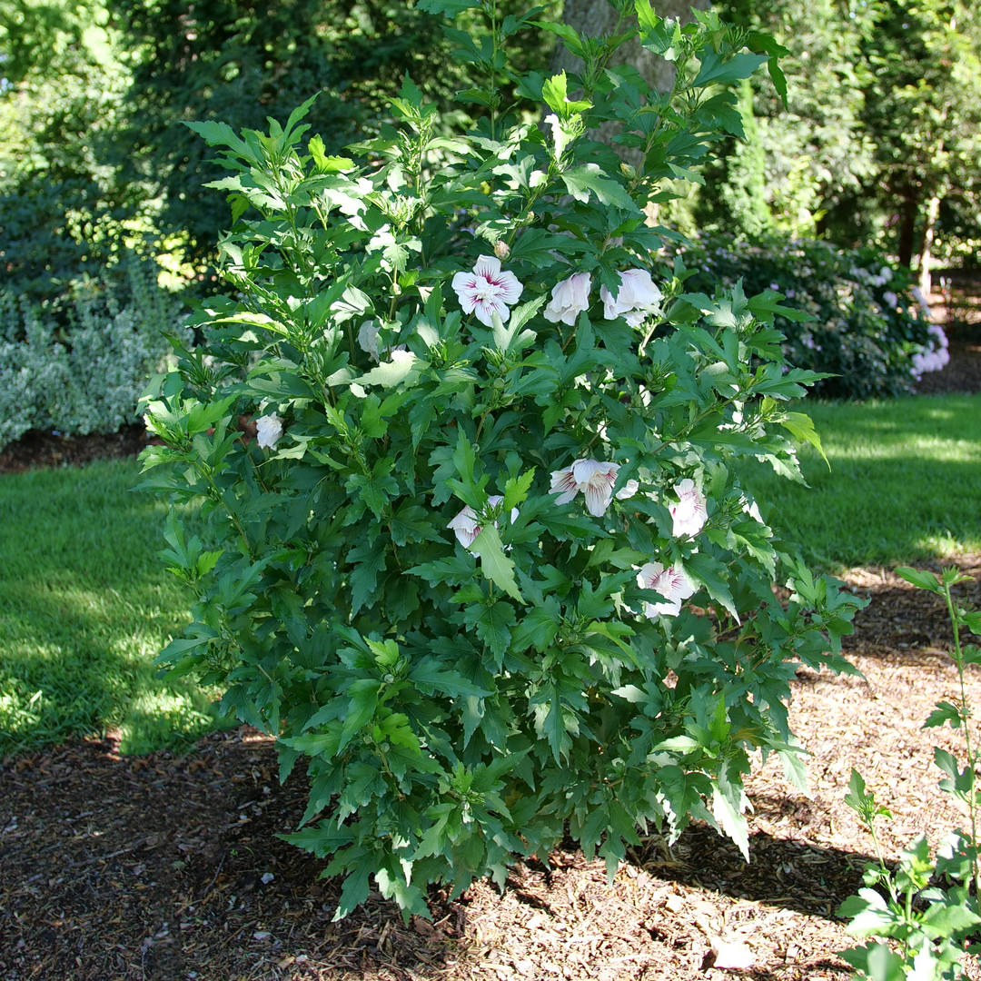 Starblast Chiffon rose of sharon in the landscape.