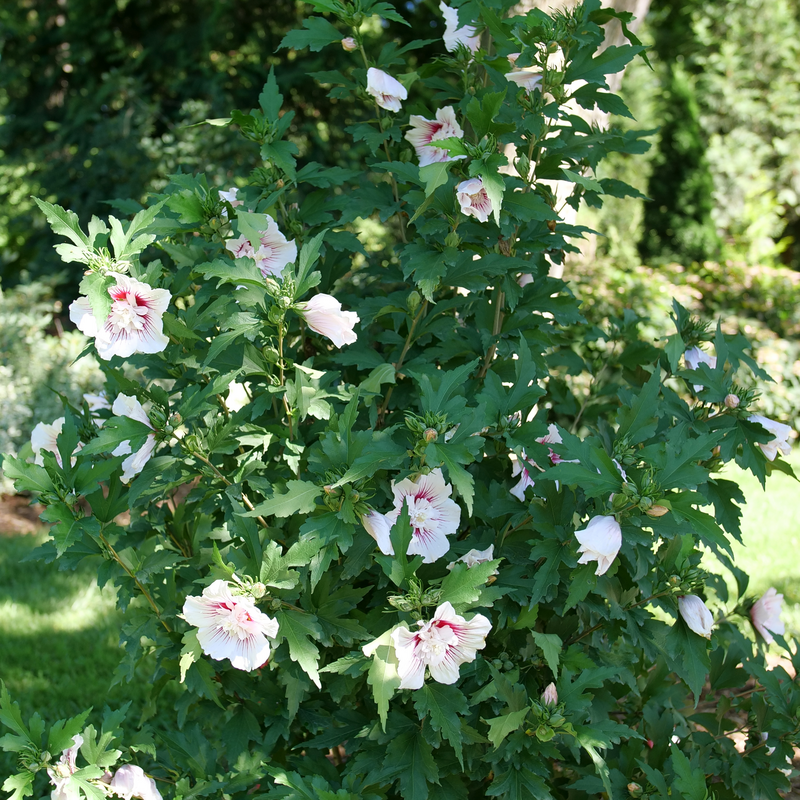 Starblast Chiffon rose of sharon in the landscape.