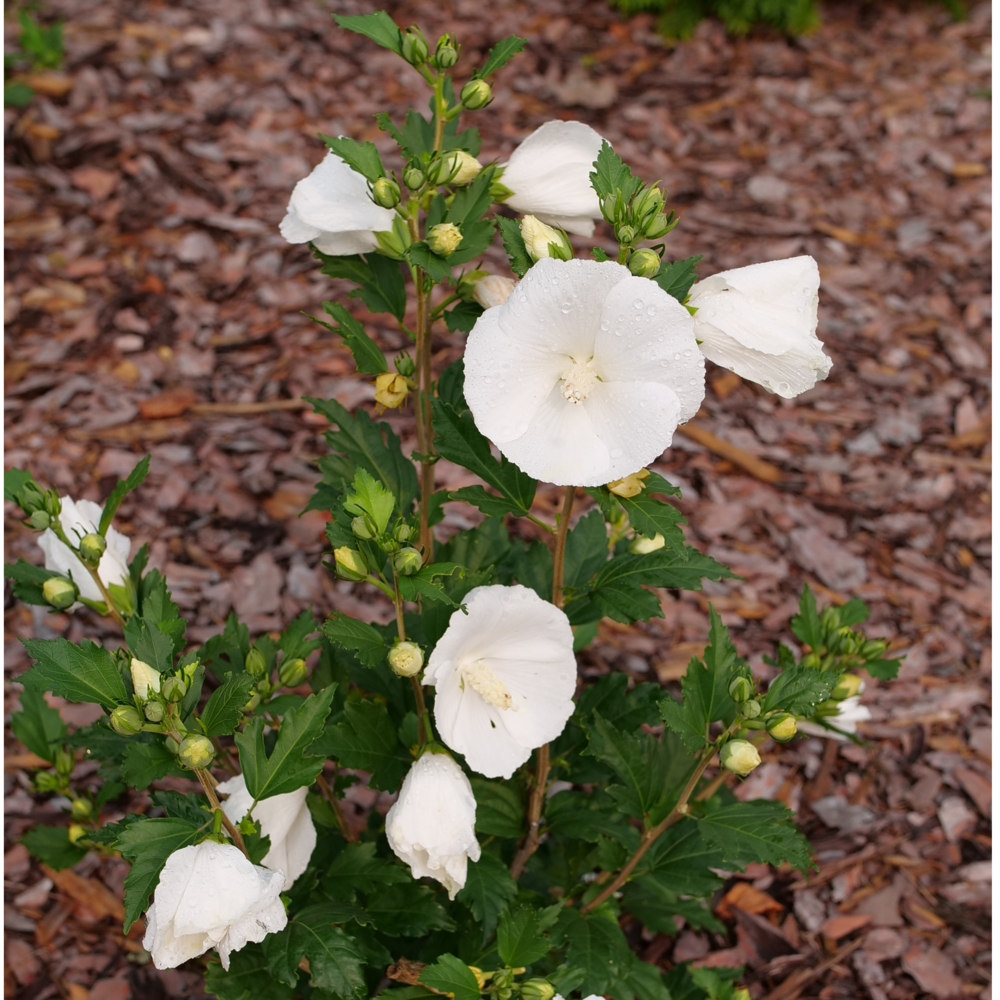 Paraplu Pure White rose of sharon with round white flowers and green foliage in a landscape. 