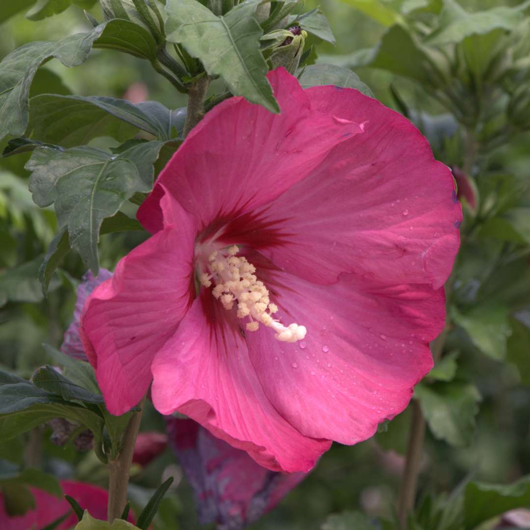 Close up of a large red flower of Paraplu Red rose of sharon