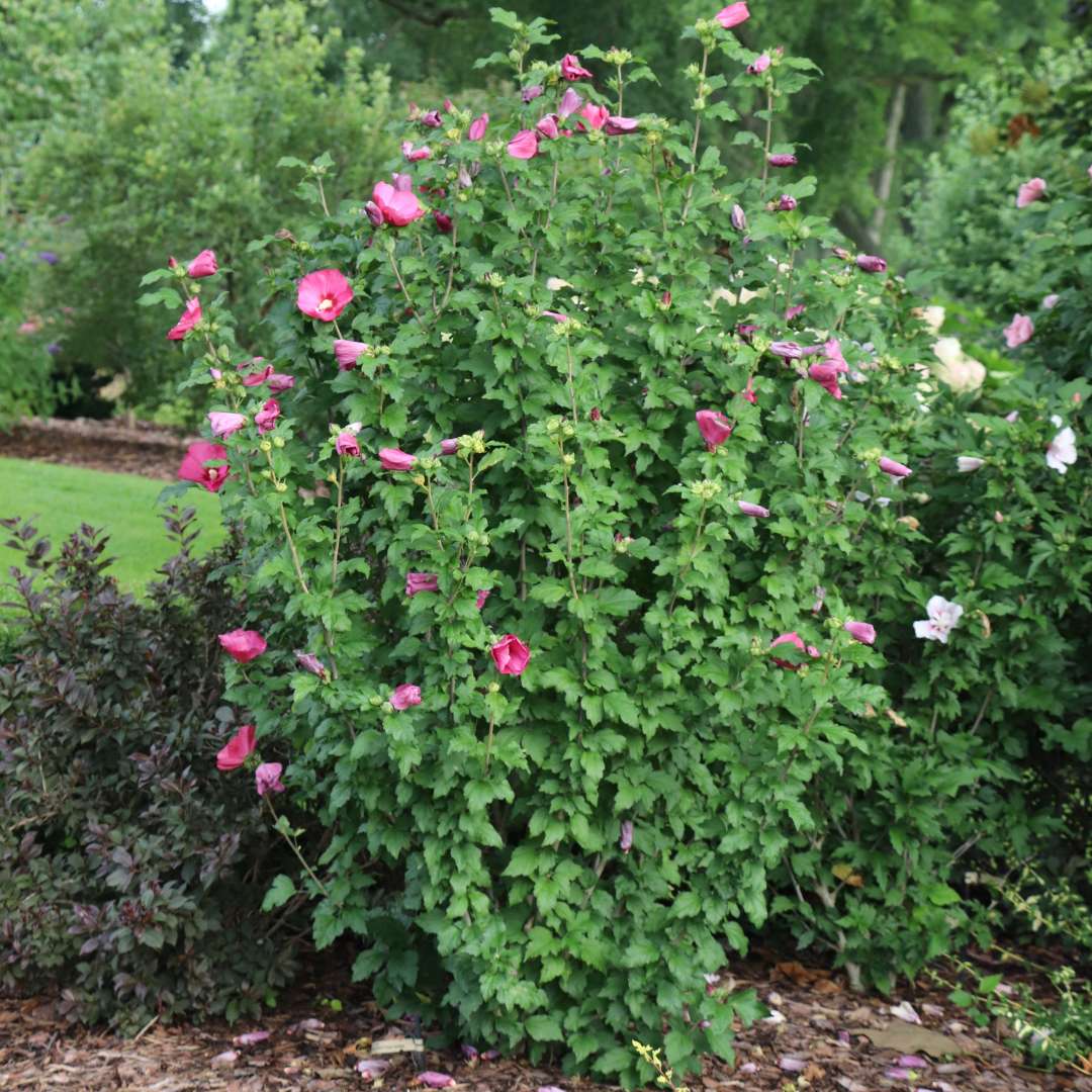 Paraplu Red rose of sharon blooming in a landscape