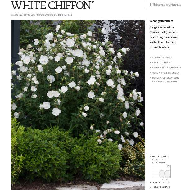 Preview of Chiffon® spec sheet PDF