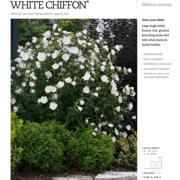Chiffon® spec sheet - Spring Meadow Nursery