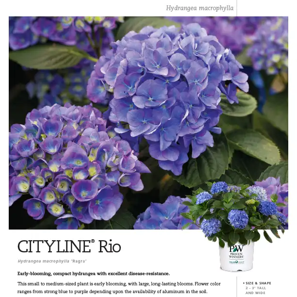 Proven Winners® ColorChoice® Cityline® Rio Hydrangea Landscape Spec ...