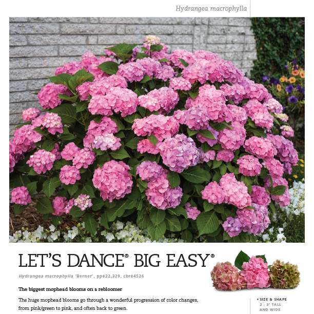 Preview of Let’s Dance Big Easy® Hydrangea Spec Sheet PDF