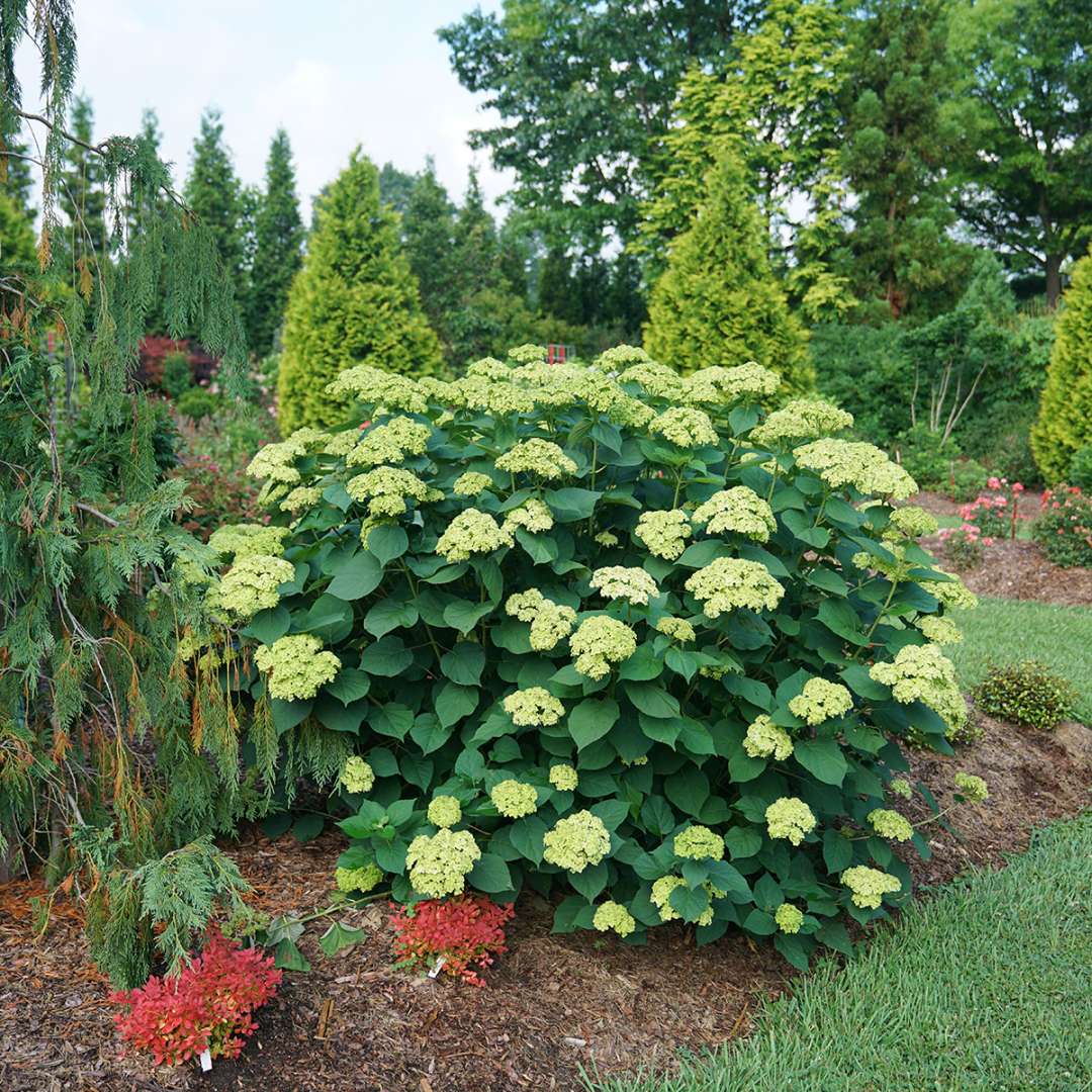 Invincibelle Sublime smooth hydrangea in summer. 