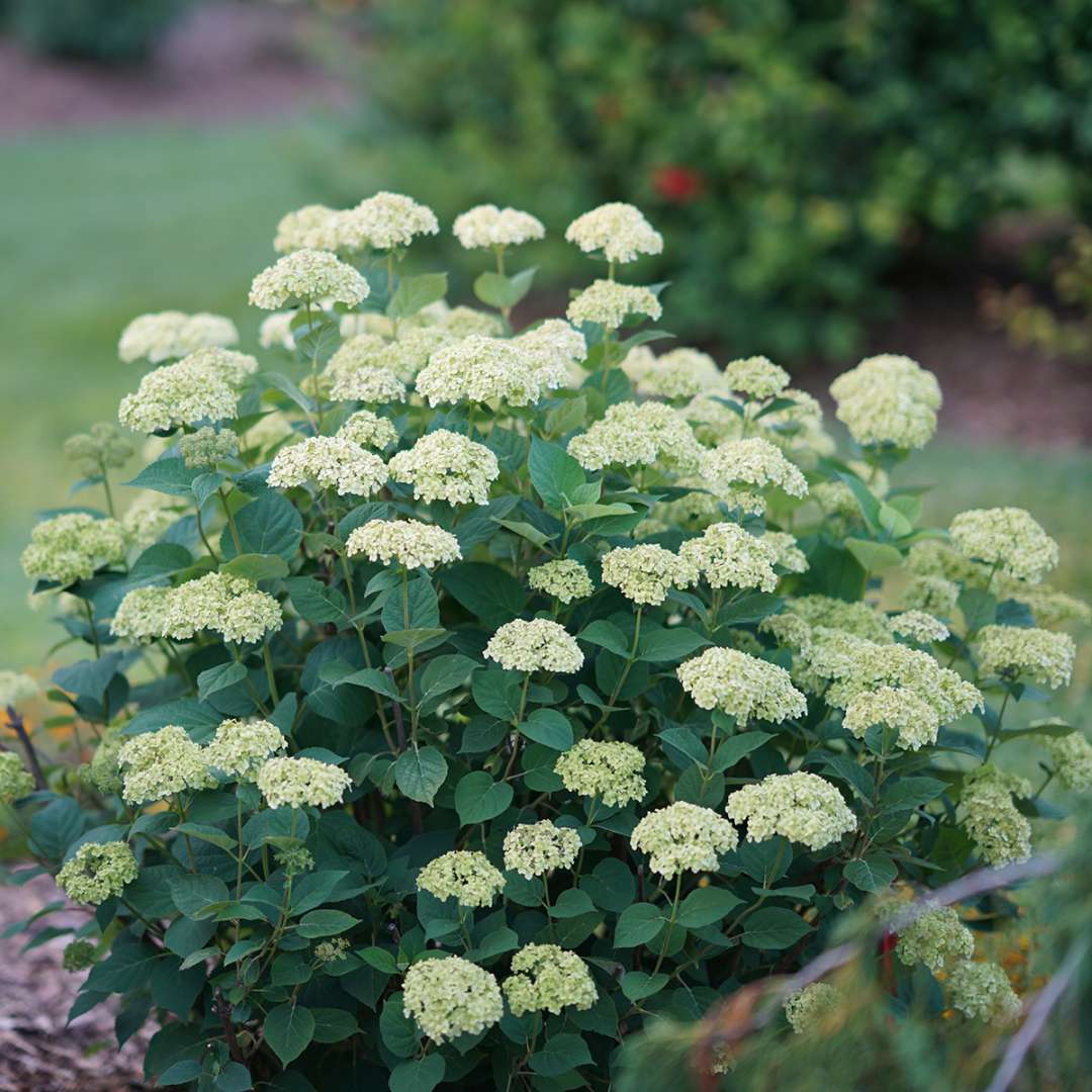 Invincibelle Sublime smooth hydrangea blooming in early summer. 