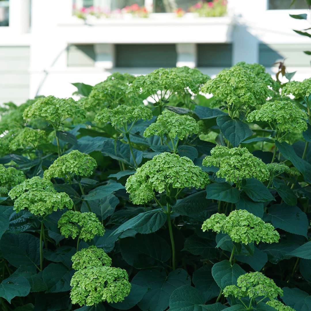 The mophead flowers of Invincibelle Sublime smooth hydrangea seem to glow in the summer shade. 