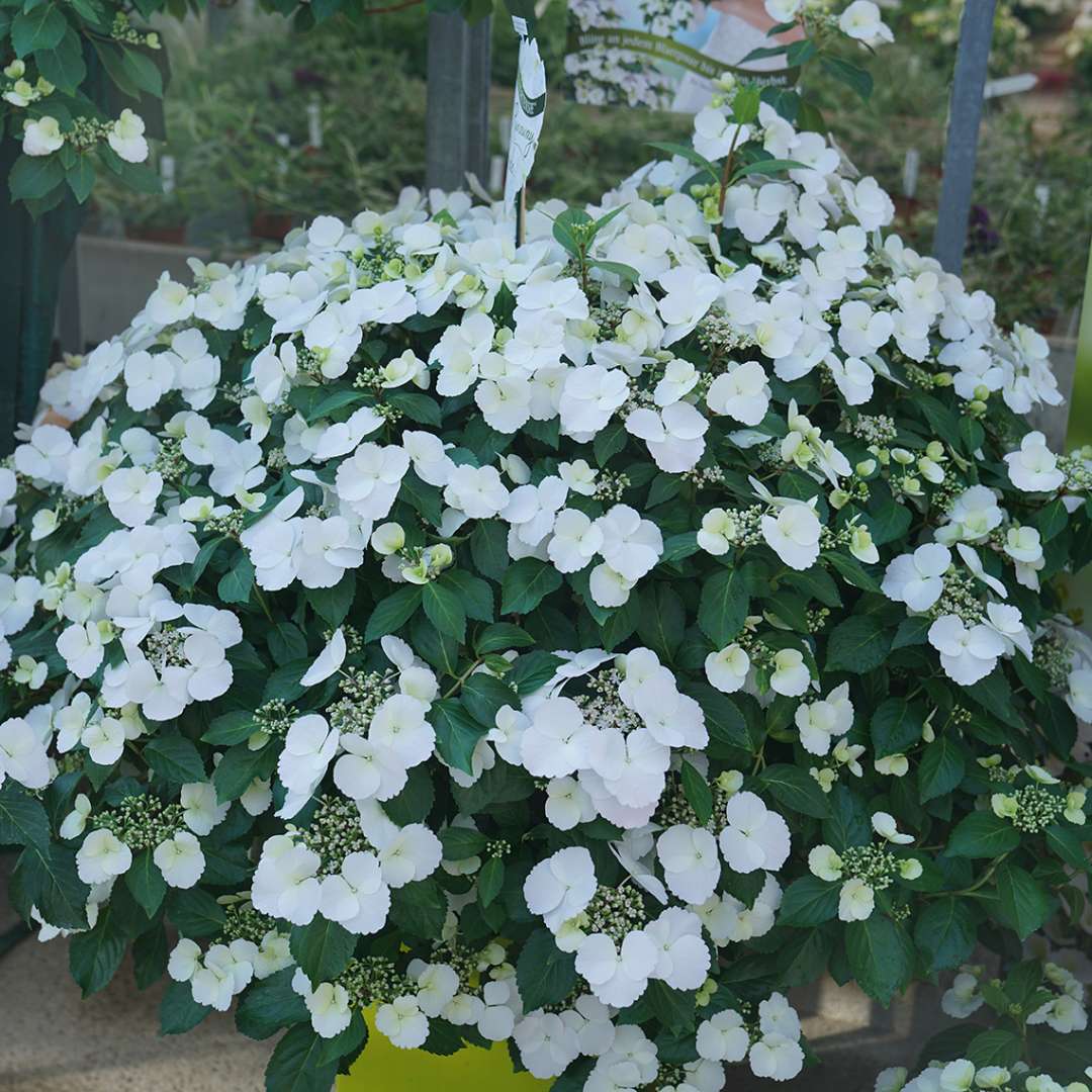 Fairytrail Bride hydrangea's white blooms cascading over a planter