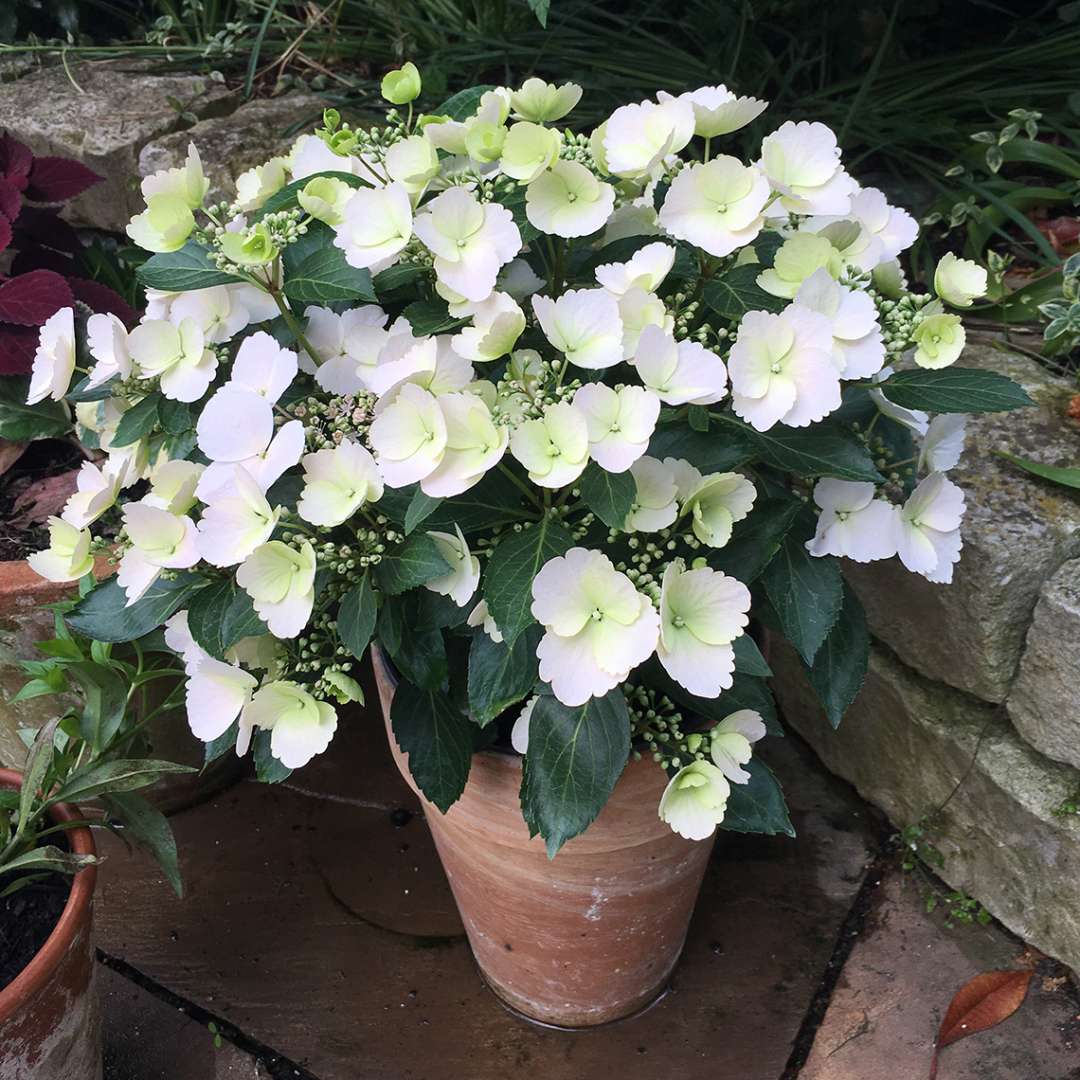 a small Fairytrail Bride hydrangea blooming in a small pot