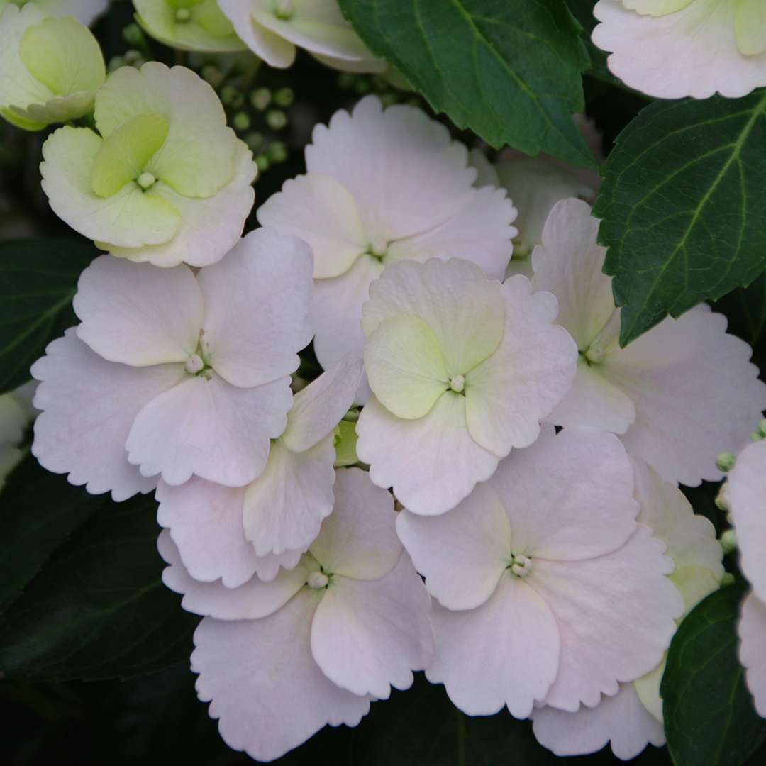 Close up of Fairytrail Bride hydrangea crisp white blooms