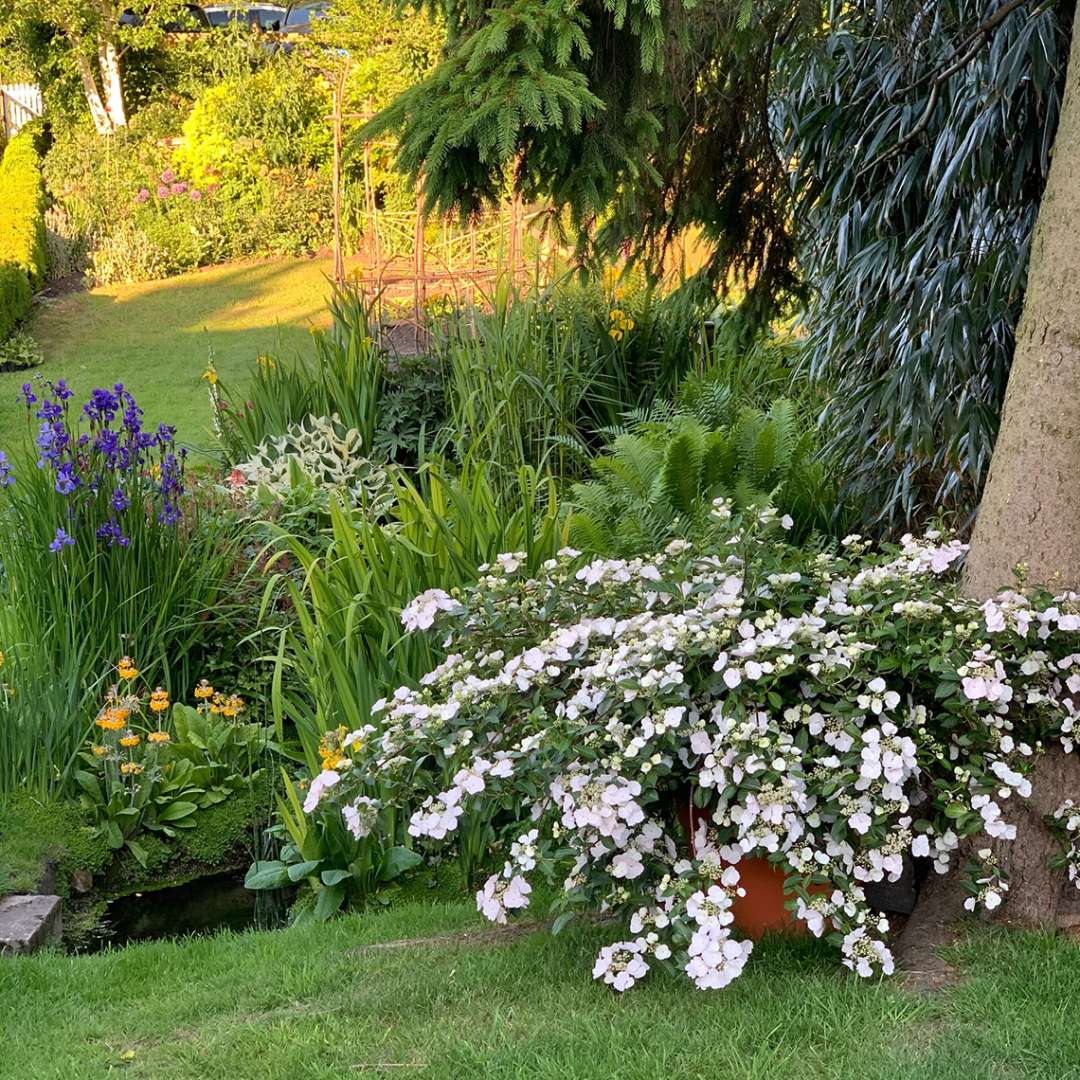 Fairytrail Bride hydrangea in a planter in a garden