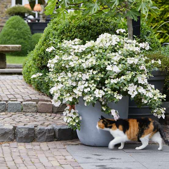 Fairytrail Bride cascade hydrangea planted in container with bright white blooms