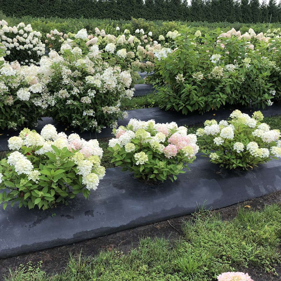 a row of small Fire Light Tidbit hydrangeas planted in a trial field