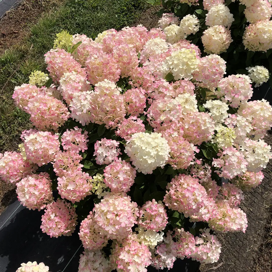 Fire Light Tidbit panicle hydrangea's white blooms turning pink 