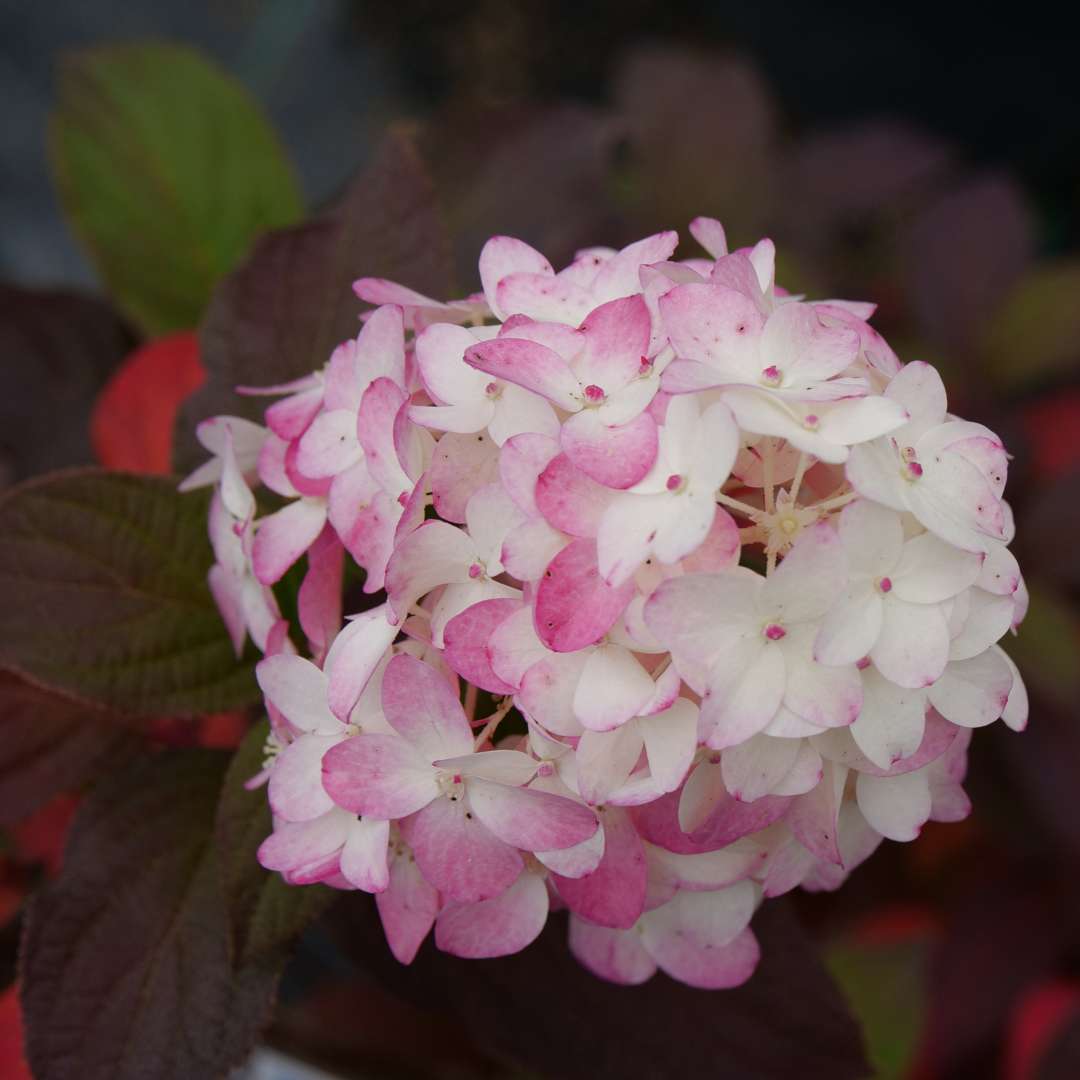 Close up of Fire Light Tidbit hydrangea's white blooms transitioning to pink