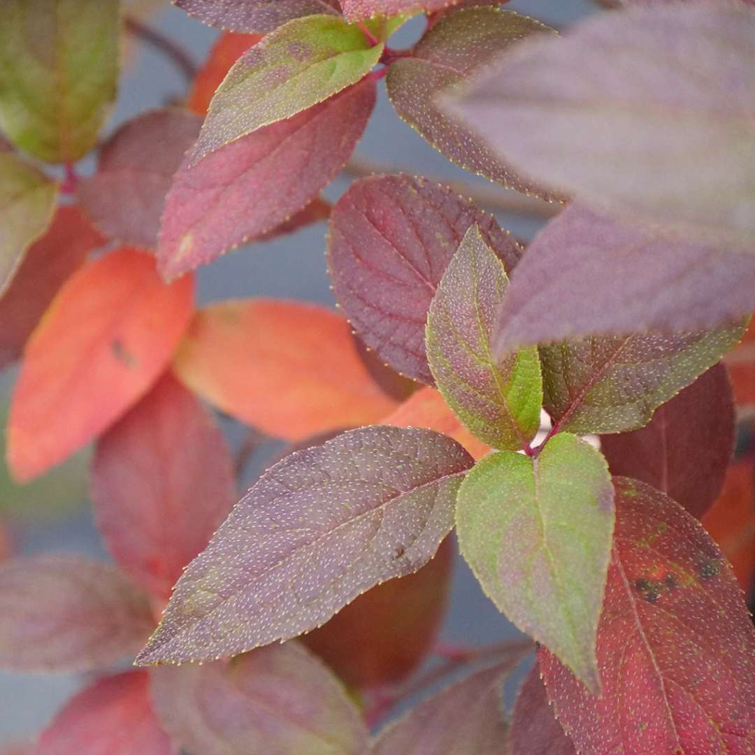 Close up of Fire Light Tidbit panicle hydrangea's fall foliage