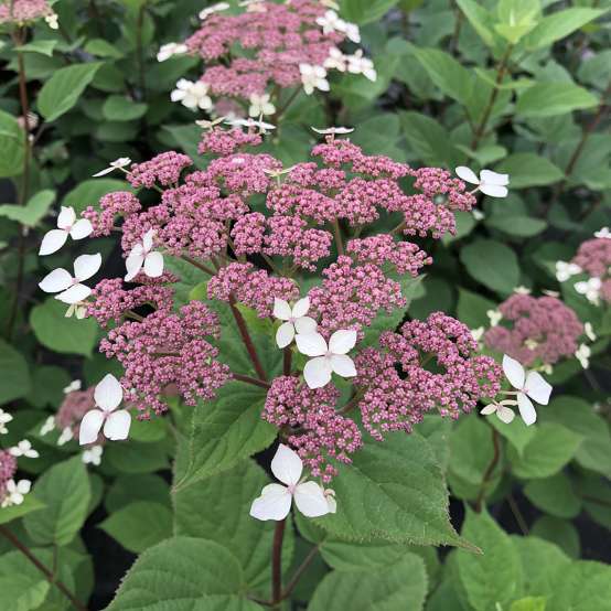 Close up of Invincibelle Lace's lacecap pink florets 