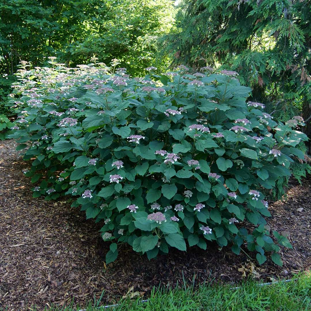 Invincibelle Lace hydrangea's green habit in the garden in spring