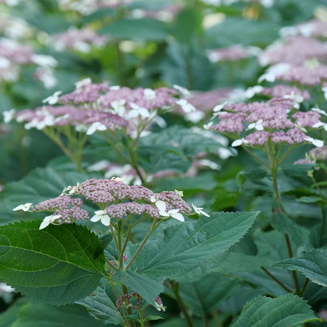 Invincibelle Lace smooth hydrangea's lacecap florets studded with white flowers against its green foliage