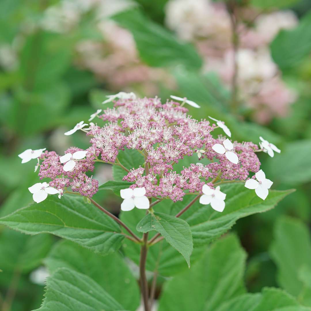 Close up of a Invincibelle Lace hydrangea arborescens bloom