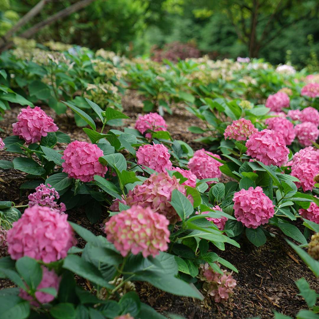 Let's Dance ¡Arriba! Hydrangea turning mauve in fall